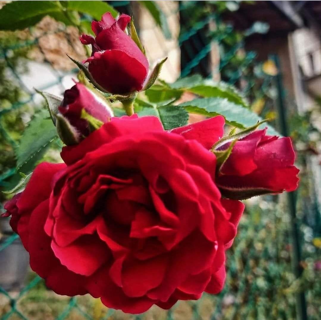 La Casa Di Elena